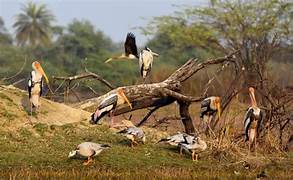 Sultanpur Bird Sanctuary Tour